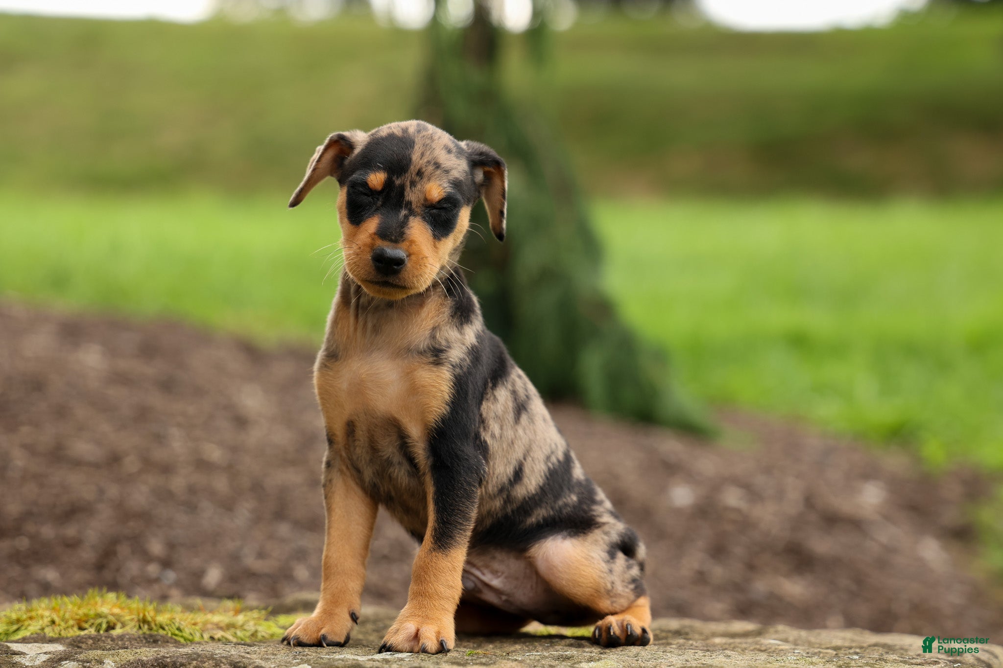 Miniature Pinscher dogs ACE - Ad 1