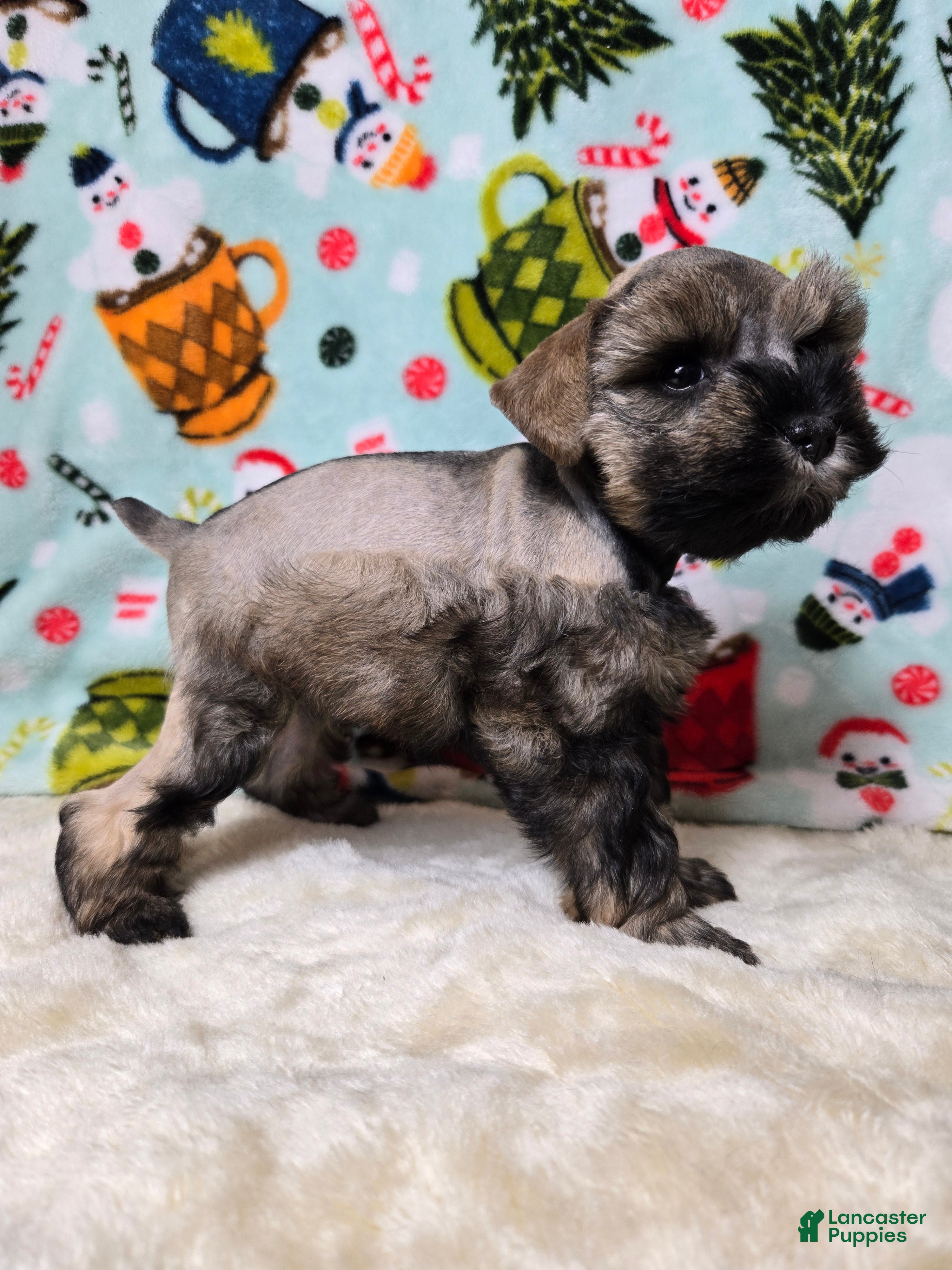 Miniature Schnauzer dogs Mike Wazowski - Ad 4
