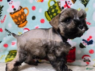 Miniature Schnauzer dogs Mike Wazowski - Ad 41