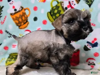 Miniature Schnauzer dogs Mike Wazowski - Ad 38