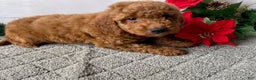 Mini Goldendoodle dogs for sale: Watts - Ad 3