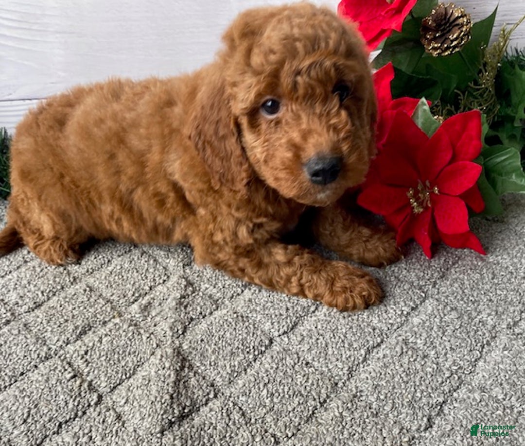 Mini Goldendoodle dogs for sale: Watts - Ad 3