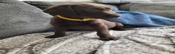 Labrador Retriever dogs for sale: Labrador Retriever Puppy 8 - Ad 7