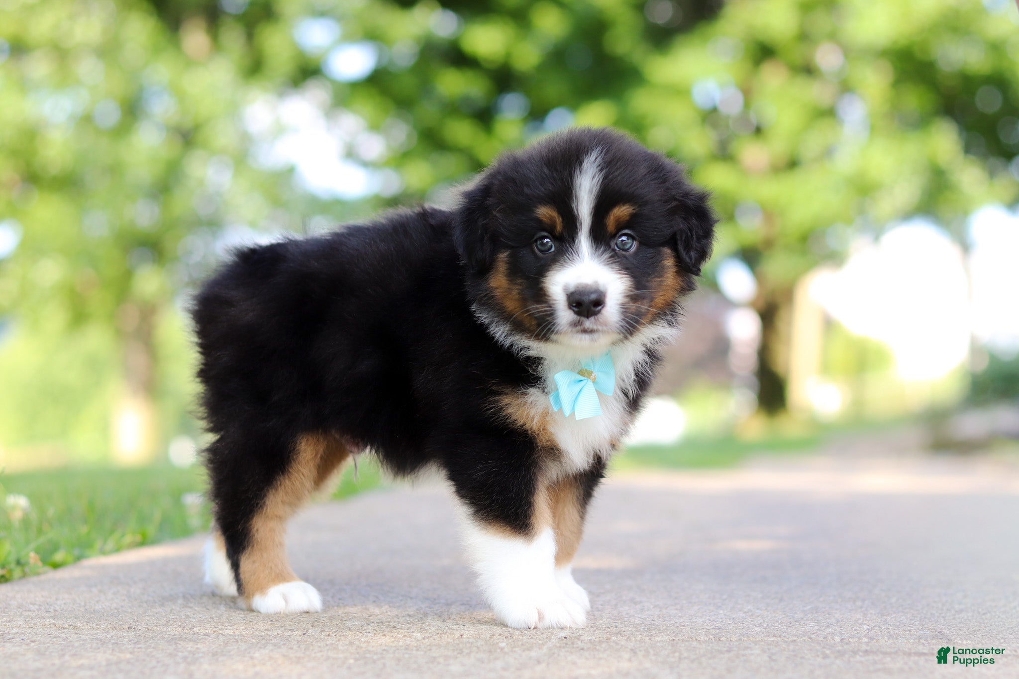 Miniature Australian Shepherd dogs Rustler - Ad 2