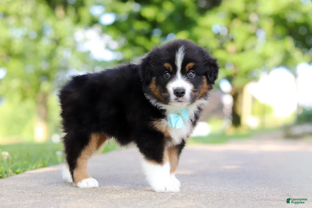 Miniature Australian Shepherd dogs for sale: Rustler - Ad 2