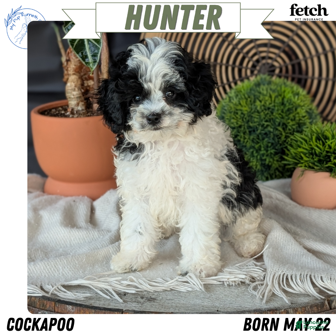 Cockapoo dogs Hunter - Ad 1