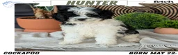 Cockapoo dogs for sale: Heath - Ad 26