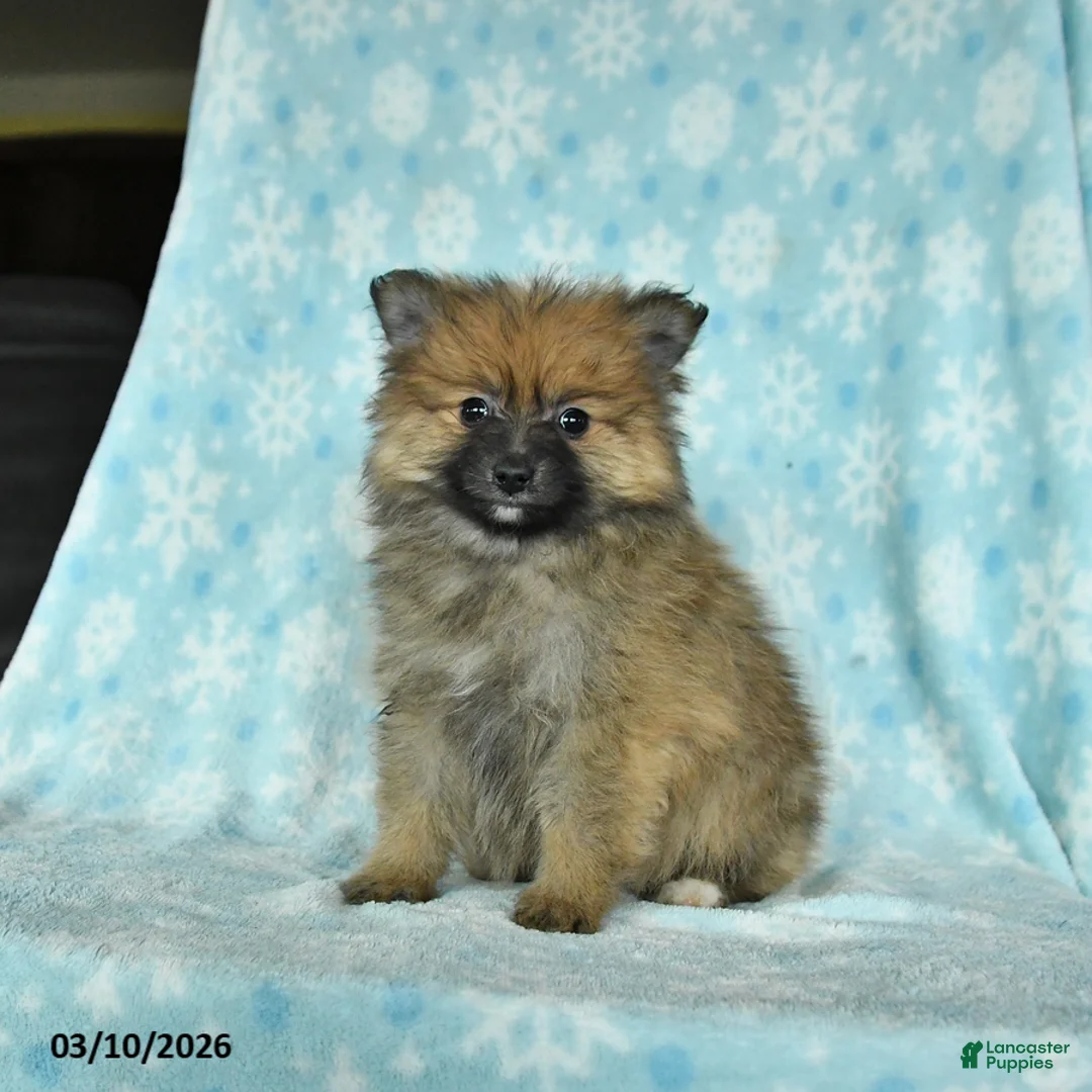 Pomeranian dogs for sale: Dixie - Ad 3