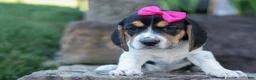 Beagle dogs for sale: Cora 💖 - Ad 7