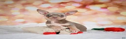Chihuahua dogs for sale: Maxxy - Ad 5