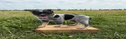 Australian Cattle Dog dogs for sale: River - Ad 3