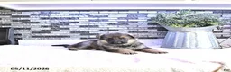 German Shepherd dogs for sale: Cody - Ad 3
