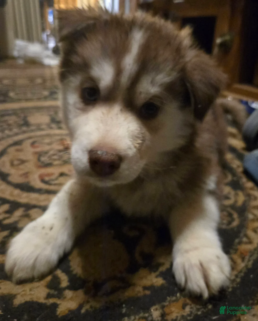 Siberian Husky dogs for sale: George - Ad 8