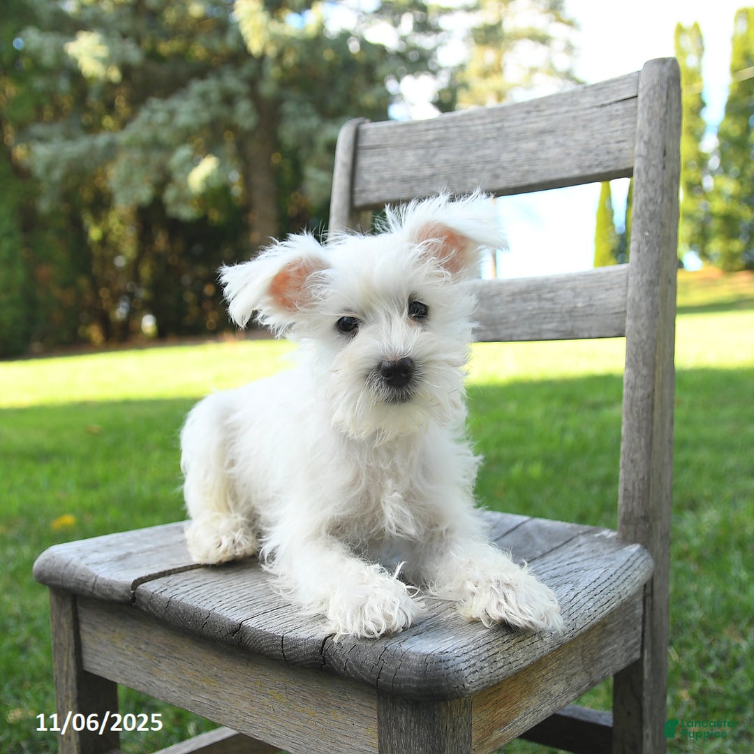 Schnoodle dogs for sale: Eddy - Ad 8