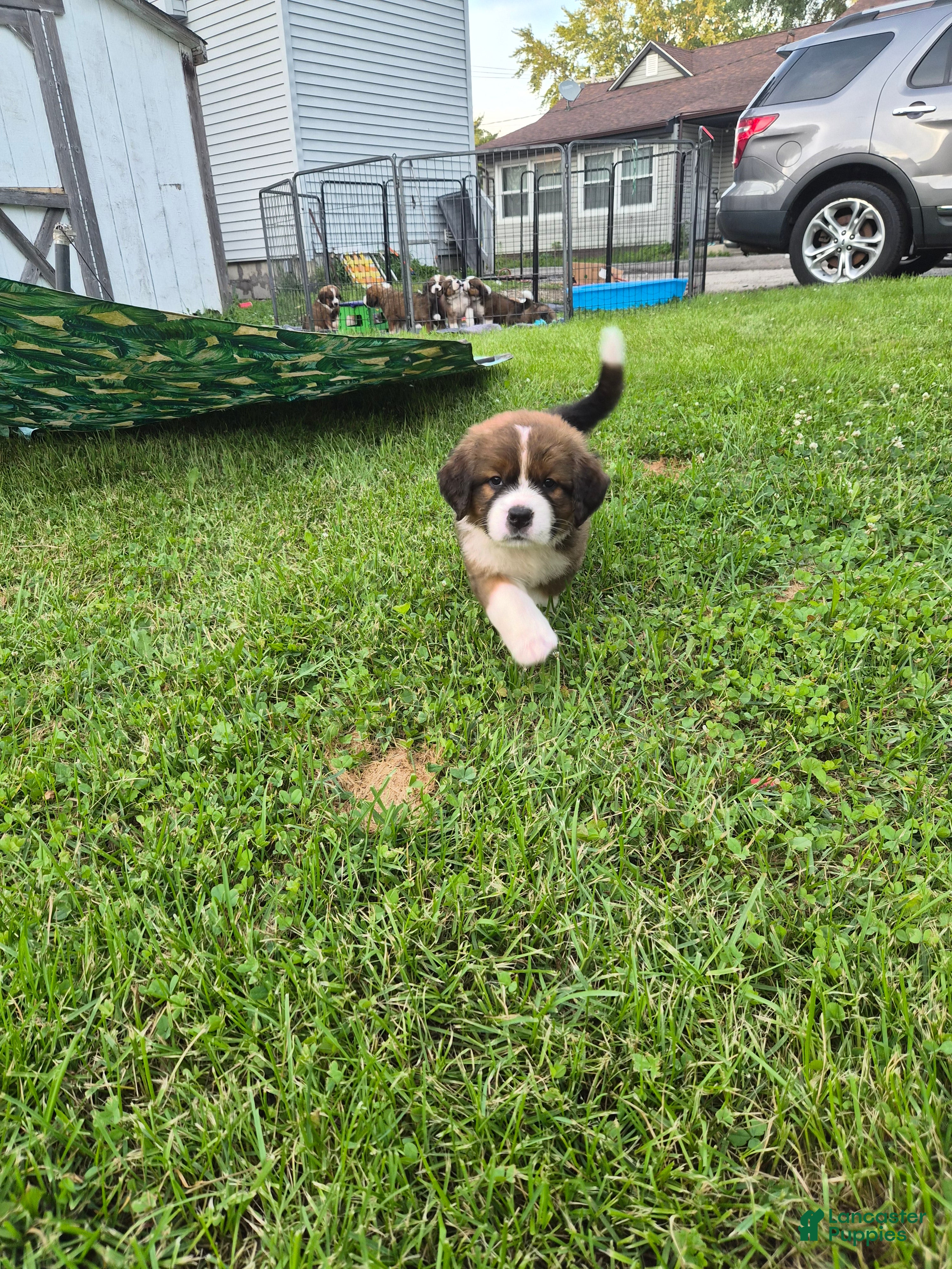 Mixed Breed dogs First Pick Male St Bernese Pup dob 6/2/26 - Ad 8