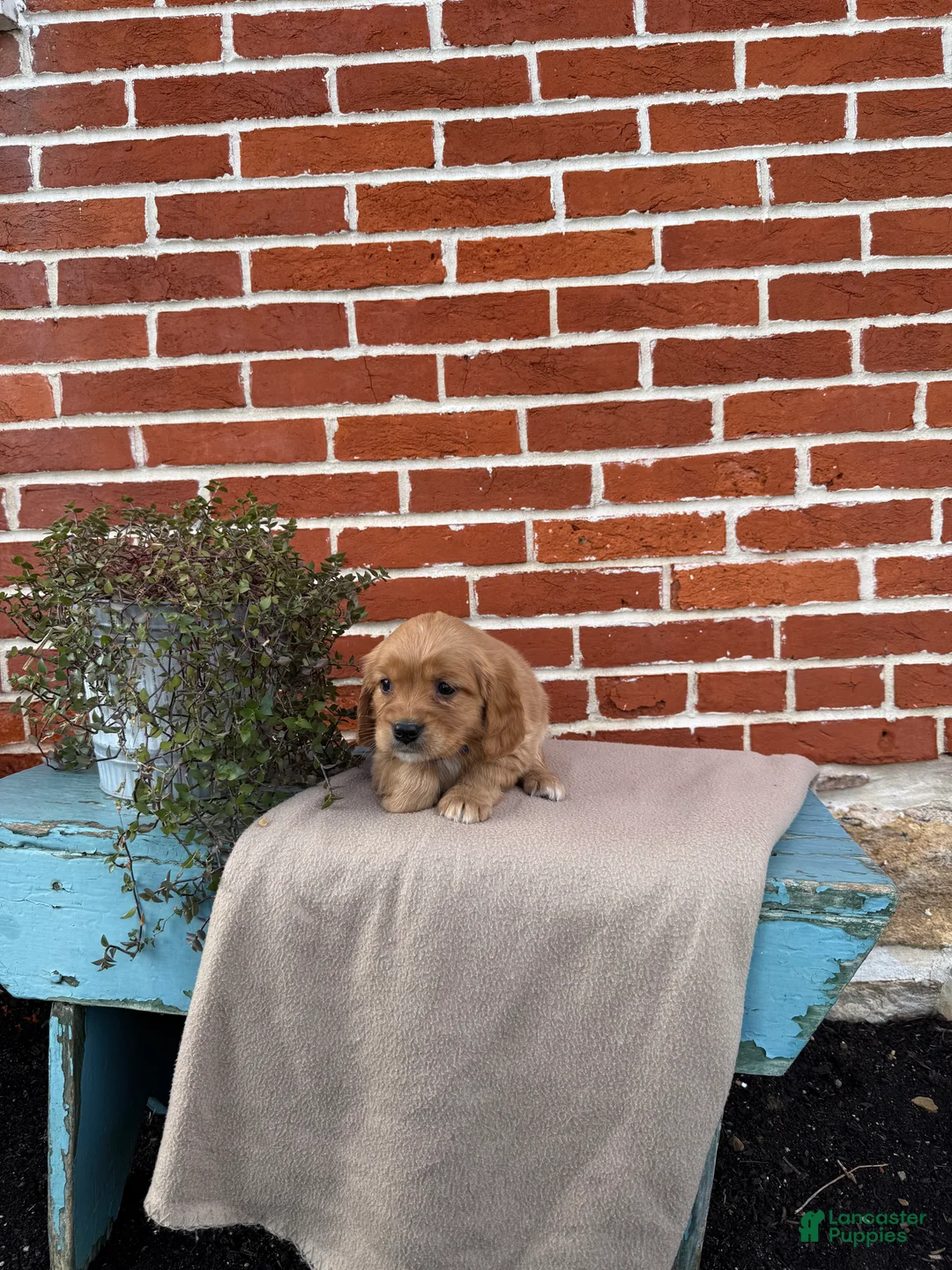 Miniature Golden Retriever dogs for sale: Miniature Golden Retriever Puppy 4 - Ad 7