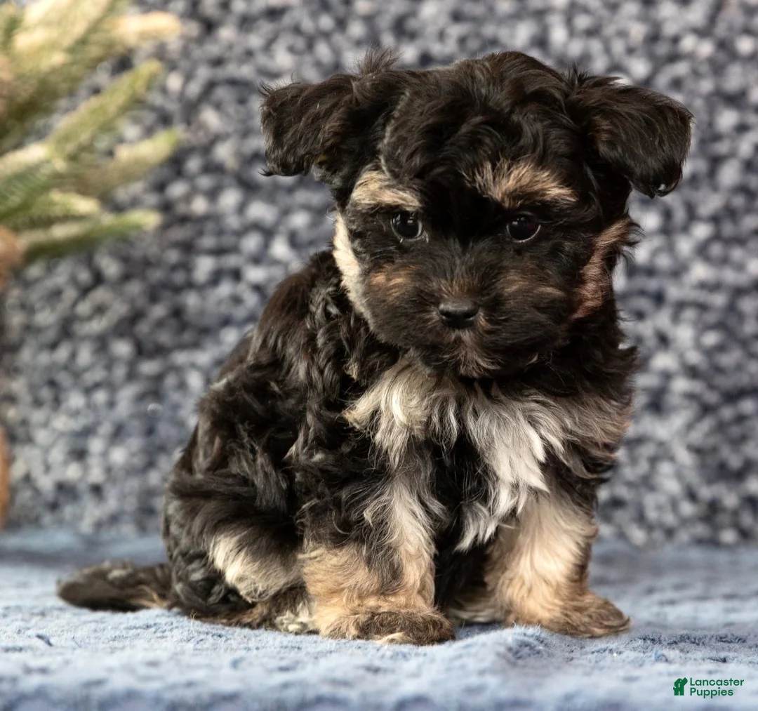 Havapoo dogs for sale: Gina - Ad 9