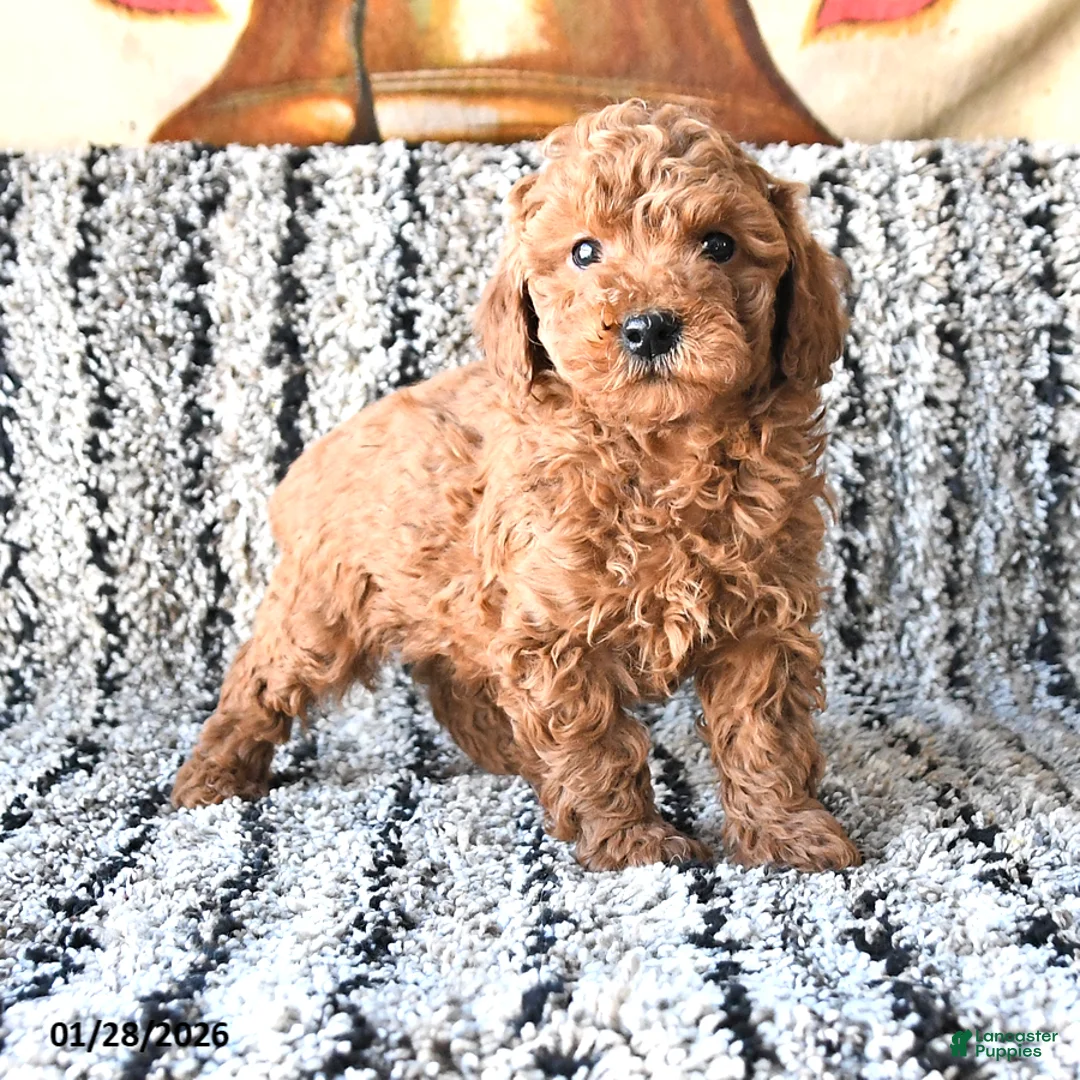 Toy Poodle dogs for sale: Oliver - Ad 2