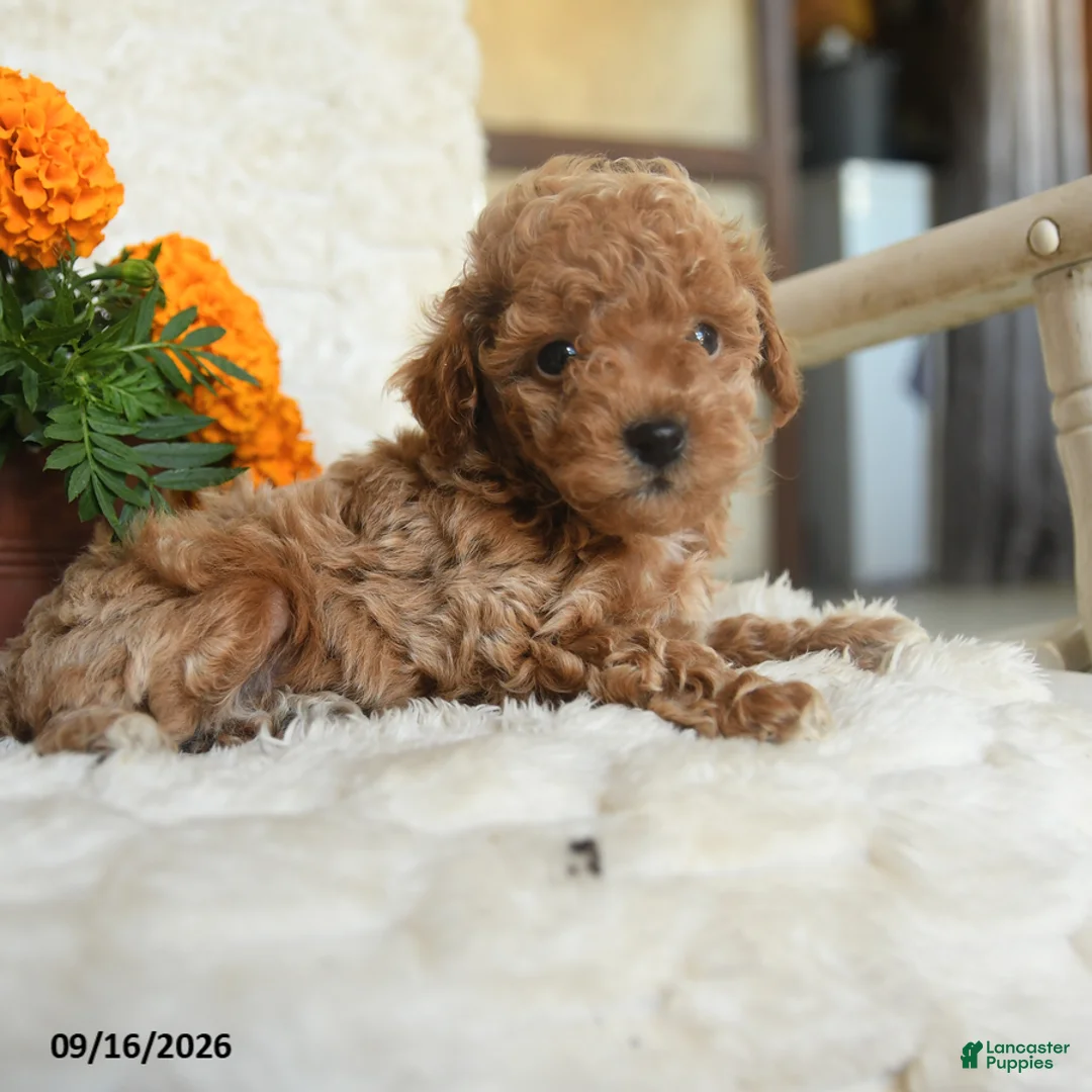 Miniature Poodle dogs for sale: Nugget - Ad 5