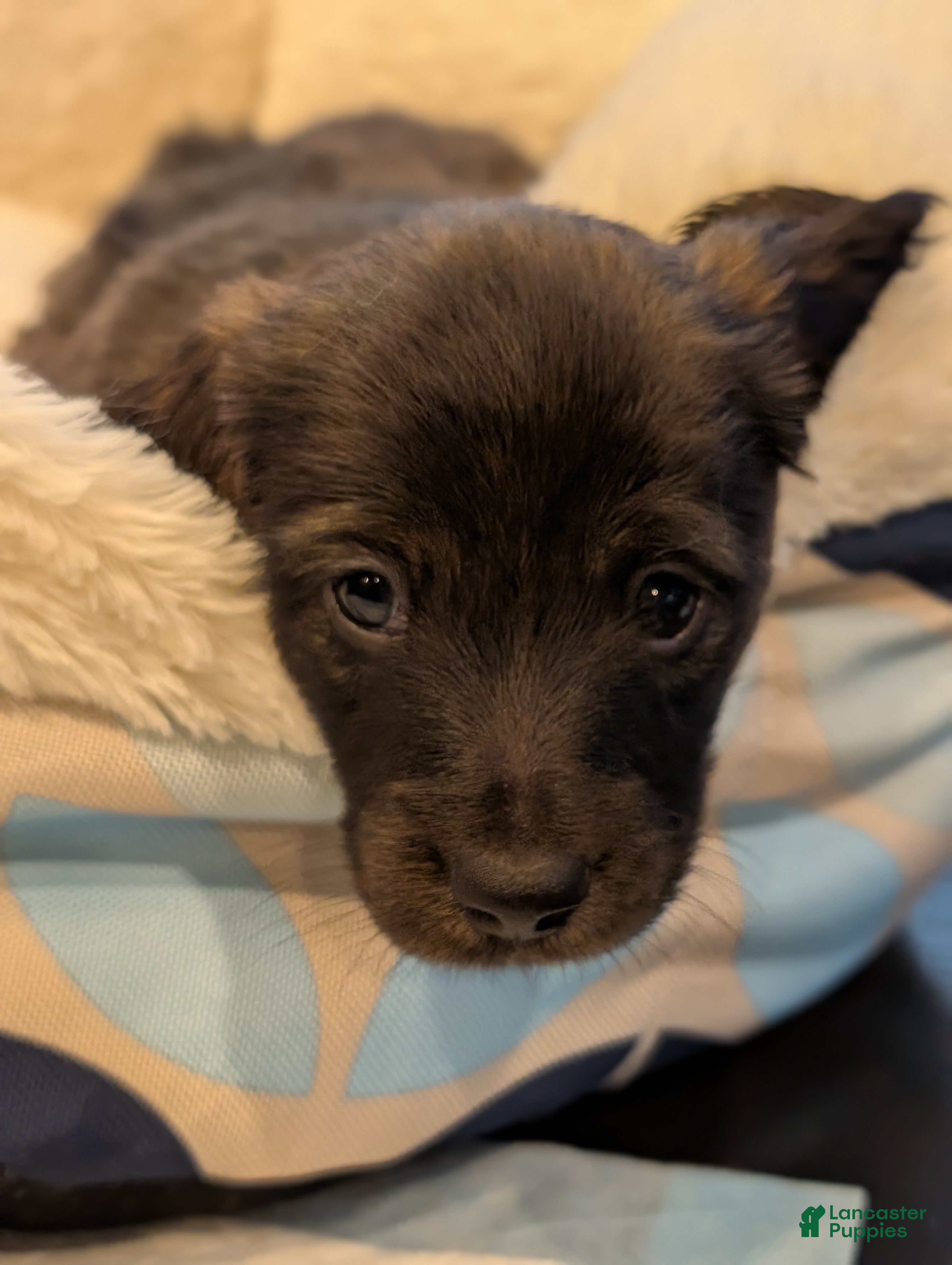 Miniature Dachshund dogs Po - Ad 1