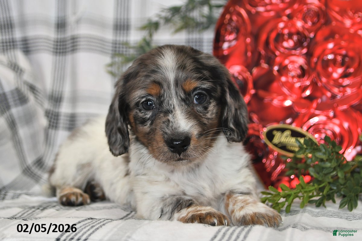 Miniature Dachshund dogs for sale: Oreo - Ad 4