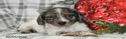Miniature Dachshund dogs for sale: Oreo - Ad 1