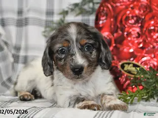 Miniature Dachshund dogs for sale: Oreo - Ad 4
