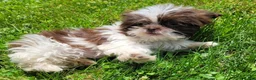 Shihpoo dogs for sale: Roxie - Ad 4