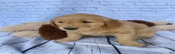 Golden Retriever dogs for sale: Goldy - Ad 8