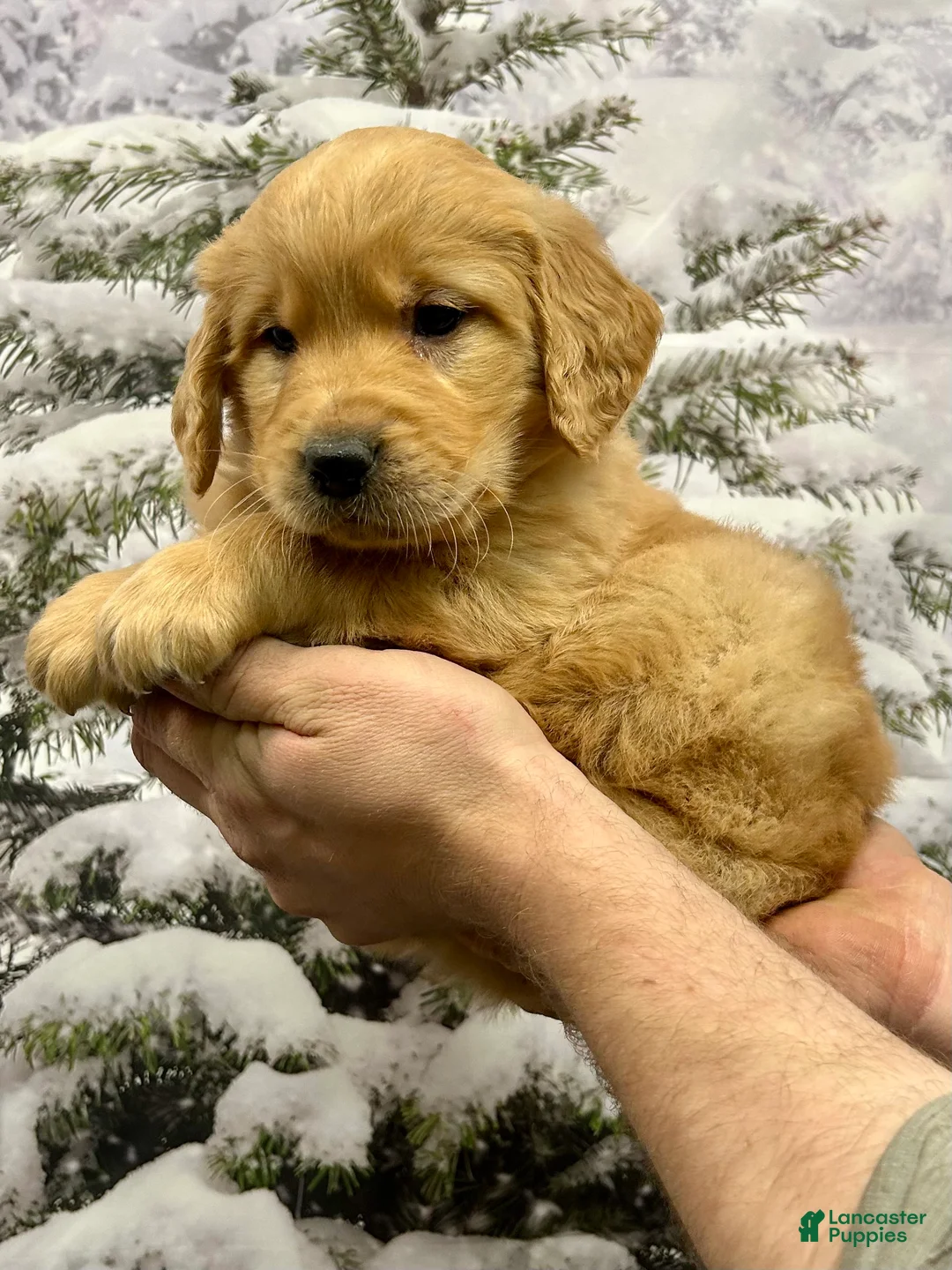 Golden Retriever dogs for sale: Clifford  - Ad 3