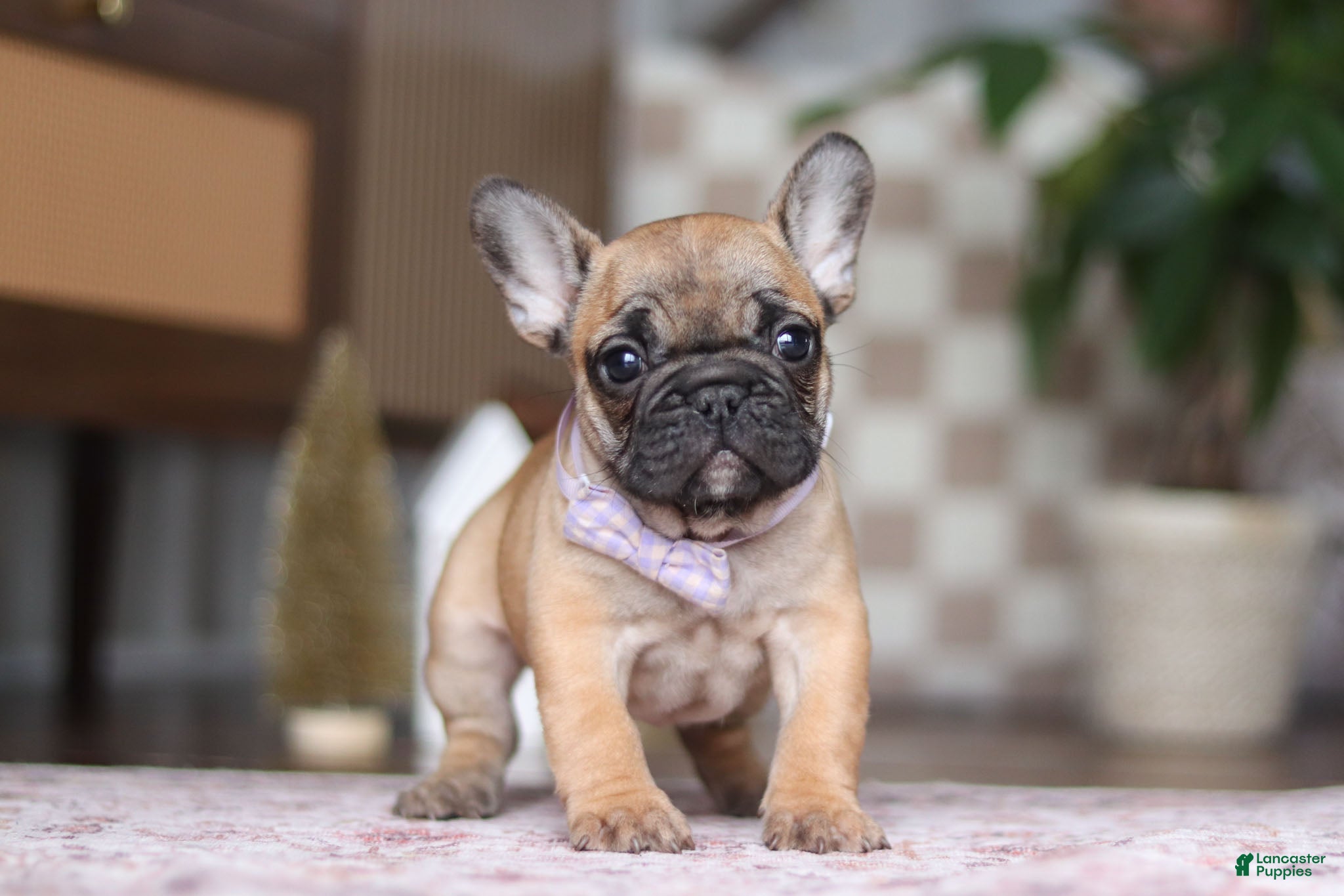 French Bulldog dogs Sadie - Ad 27