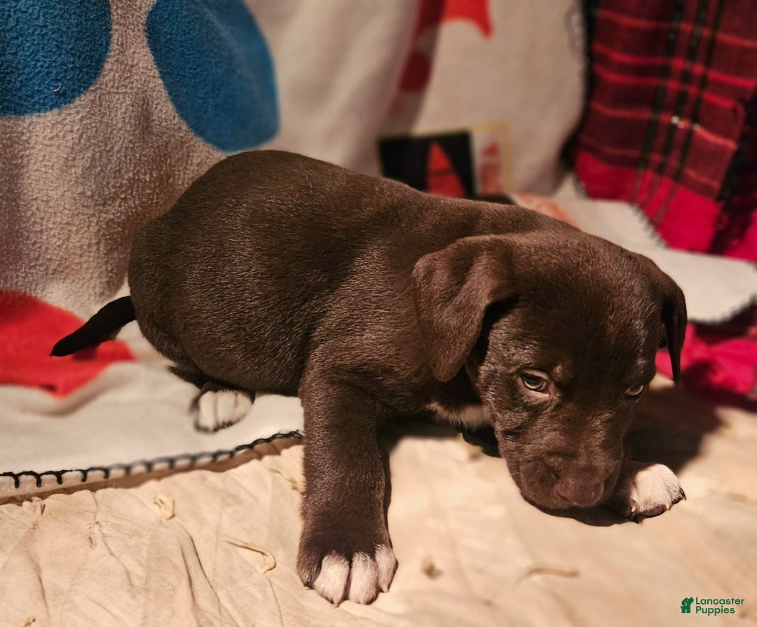 Border Collie dogs for sale: Cierra - Ad 5