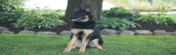 German Shepherd dogs for sale: Maverick - Ad 4