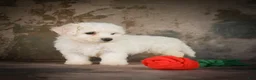 Bichon Frise dogs for sale: Buddy - Ad 3