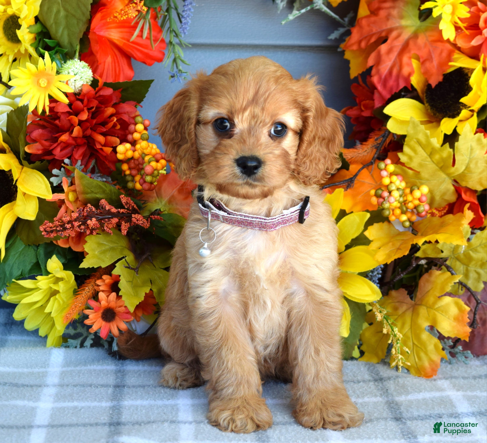 Cavapoo dogs Harper - Ad 2