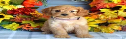 Cavapoo dogs for sale: Harper - Ad 2