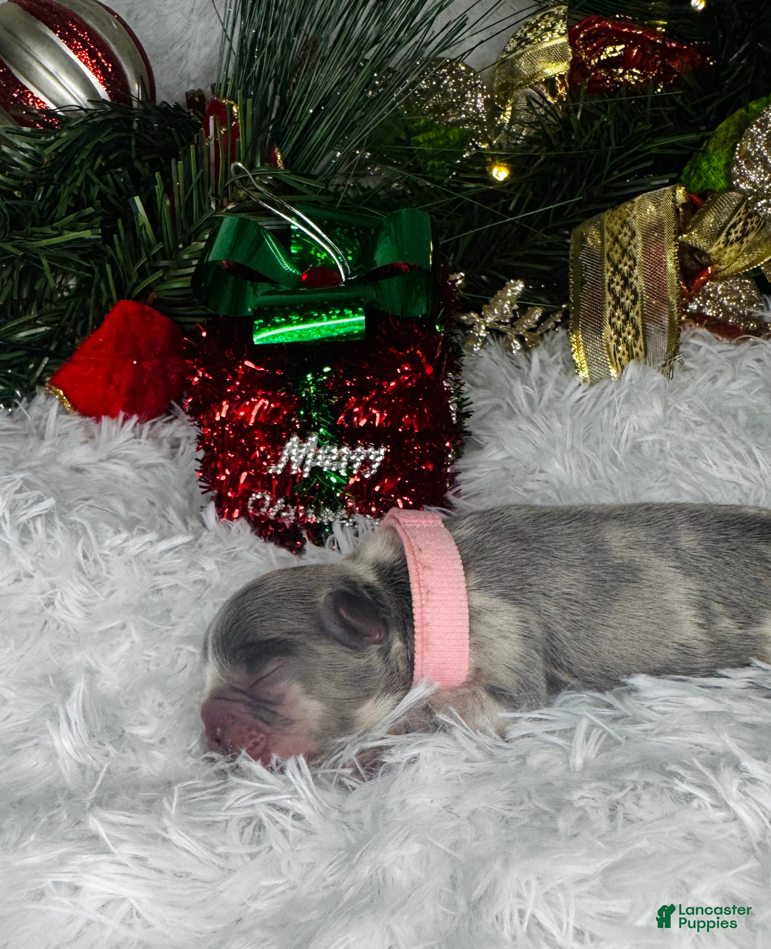 French Bulldog dogs Kisses (Visual Fluffy)  - Ad 11