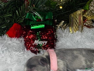 French Bulldog dogs Kisses (Visual Fluffy) - Ad 33