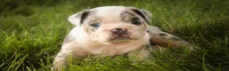 English Bulldog dogs for sale: Seth English Bulldog  - Ad 3