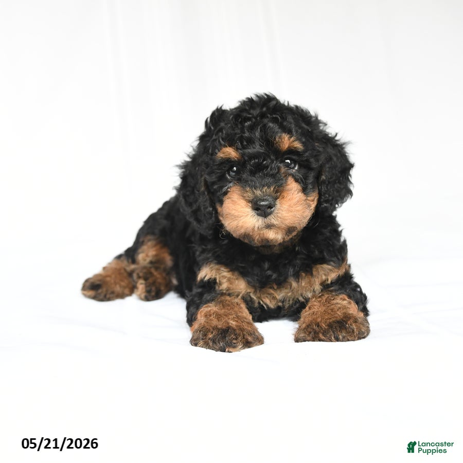 Toy Poodle dogs Kerry - Ad 2