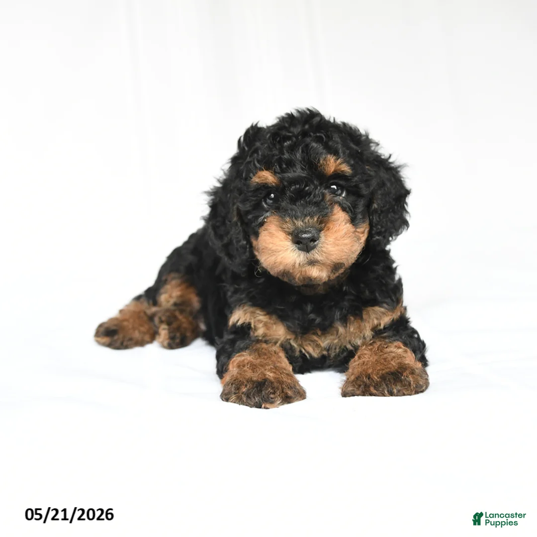 Toy Poodle dogs for sale: Kerry - Ad 2