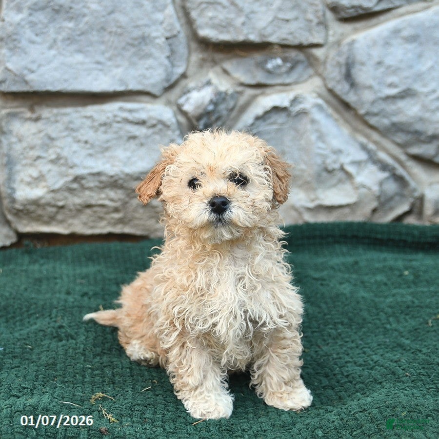 Bichpoo dogs Nash - Ad 22