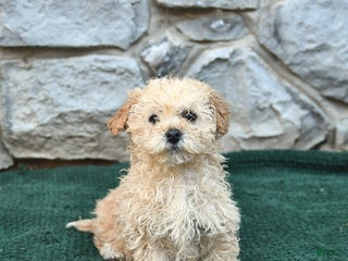 Bichpoo dogs Nash - Ad 22