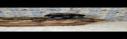 Cane Corso dogs for sale: meenka-lime green collar 1 - Ad 2