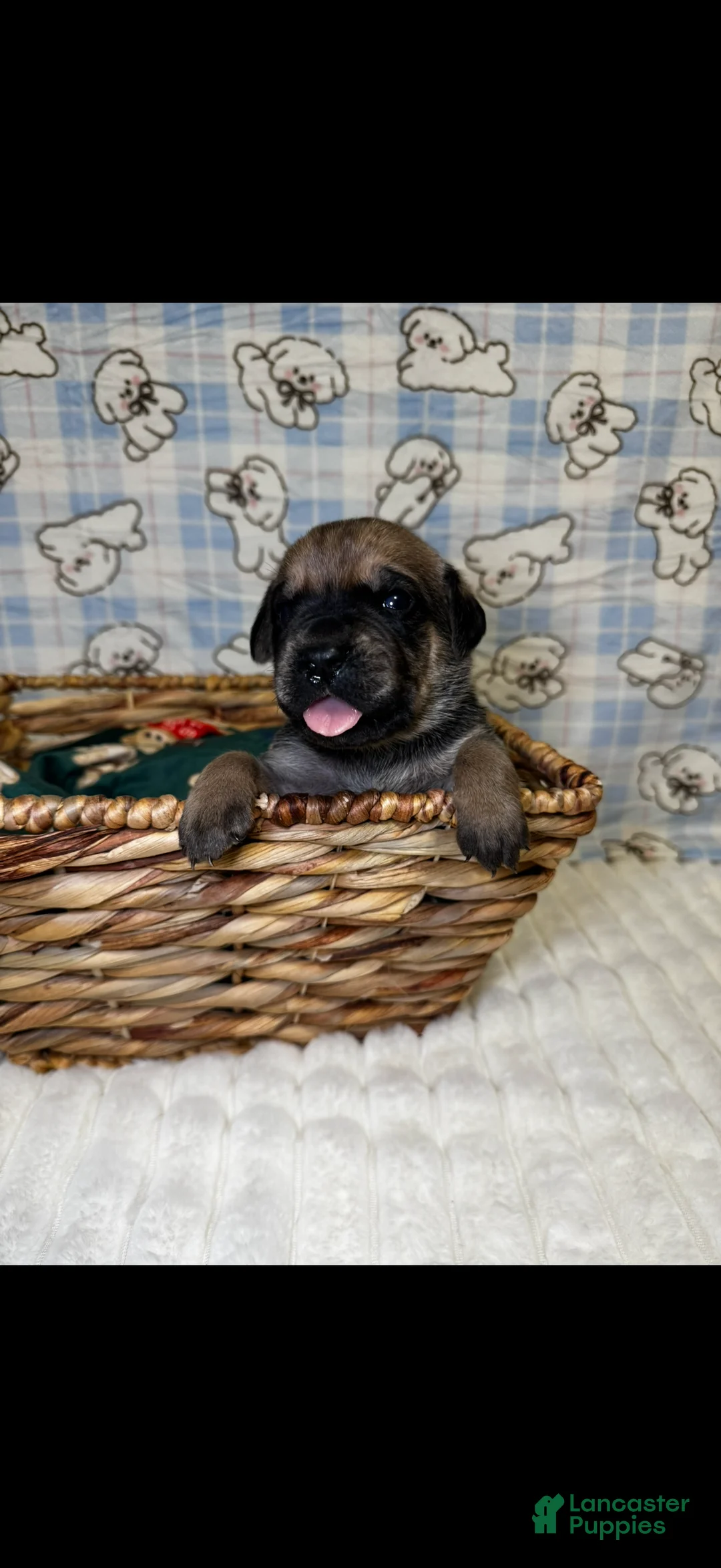 Cane Corso dogs for sale: meenka-lime green collar 1 - Ad 2