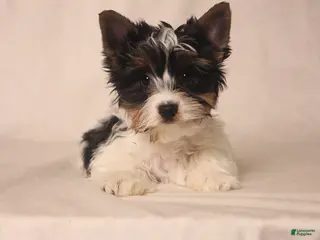 Biewer Terrier dogs for sale: Tootsie - Ad 3