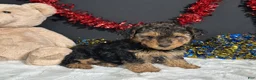 Yorkiepoo dogs for sale: Bandit - Ad 5