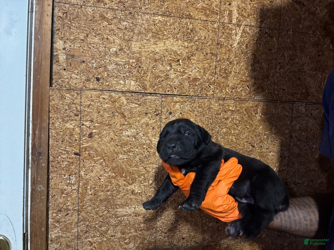 Cane Corso dogs for sale: Cane Corso Puppy 4 - Ad 16