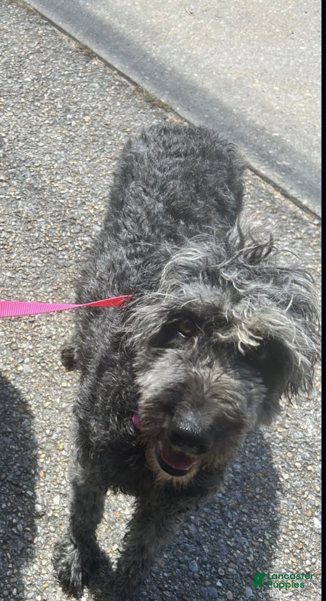 Aussiedoodle dogs for sale: Andera  Anna - Ad 7