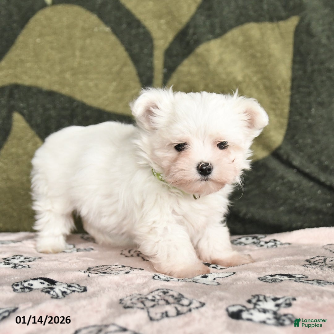 Maltese dogs for sale: Iris - Ad 3